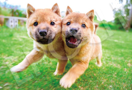 Epoch 26-354s Jigsaw Puzzle Puppies Running Together (300 Pieces)