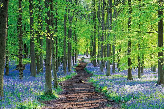 Appleone 1000-862 Jigsaw Puzzle English Bluebells (1000 Pieces)