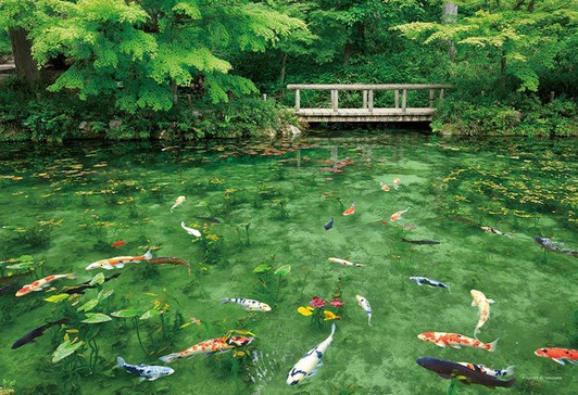 Yanoman 35-27 Jigsaw Puzzle Colorful Koi Fish in Monet's Pond in Gifu Japan (500 S-Pieces)