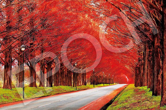 Epoch 09-019s Jigsaw Puzzle Dawn Redwood Tree Lined Road During Autumn in Shiga Japan (1000 Pieces)