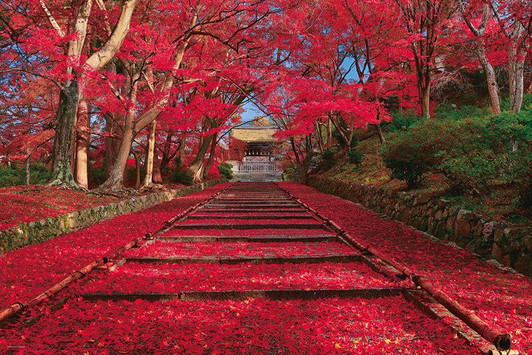 Yanoman 10-1400 Jigsaw Puzzle Maple Approach in Kyoto Japan During Autumn (1000 Pieces)