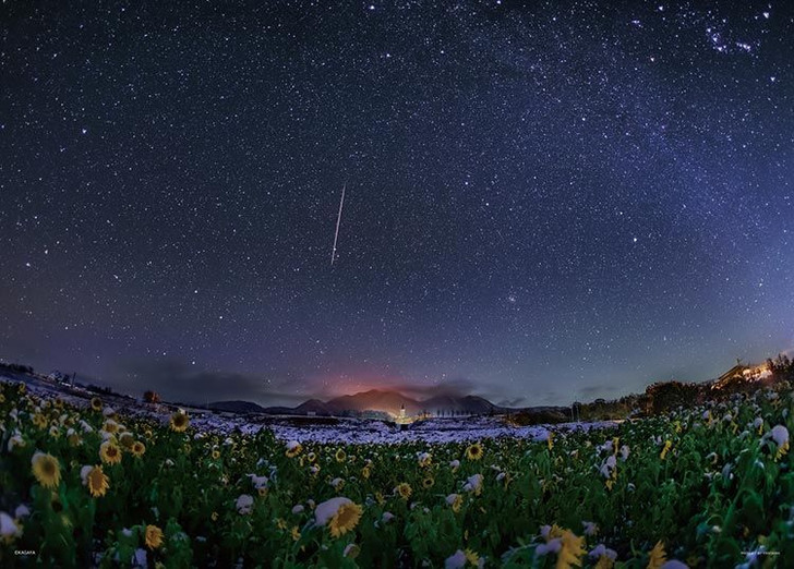 Yanoman 05-1055 Jigsaw Puzzle Sunflower Garden in the Winter Snow (500 Pieces)