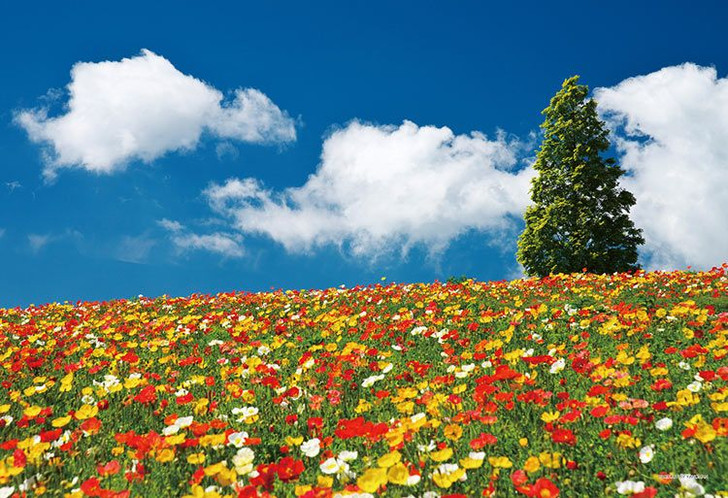 Yanoman 13-10 Jigsaw Puzzle Colorful Flower Field in Hyogo Japan (1000 S-Pieces)