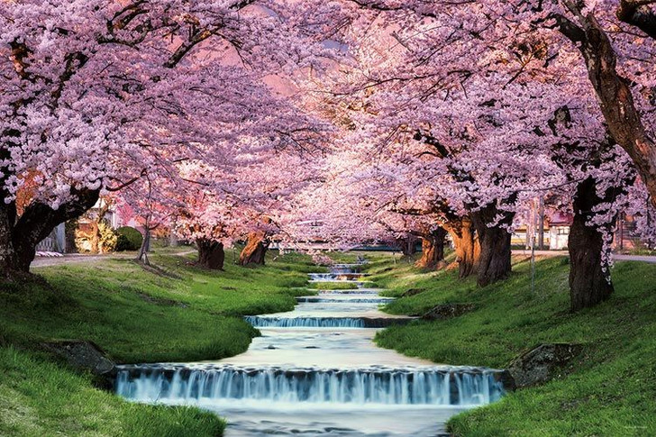 Yanoman 10-1410 Jigsaw Puzzle Kannonji River Cherry Blossoms in Fukushima Japan (1000 Pieces)