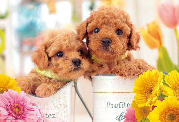 Beverly 500S-008 Jigsaw Puzzle Puppies in Pots (500 S-Pieces)