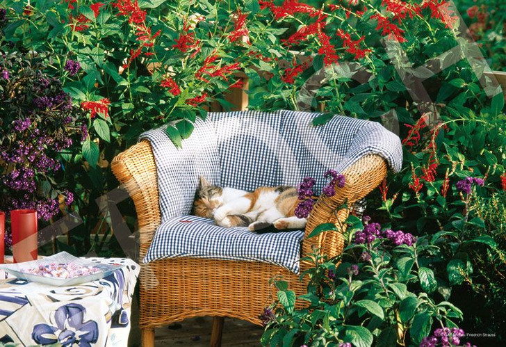Epoch 79-510 Jigsaw Puzzle Cat Nap with the Scent of Salvia (1053 S-Pieces)