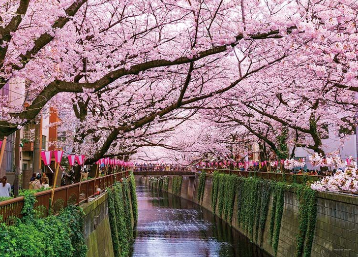 Yanoman Jigsaw Puzzle Meguro River Cherry Blossom Festival in Tokyo (500 Pieces)