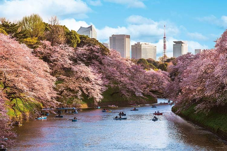 Yanoman Jigsaw Puzzle Cherry Blossom Viewing at Chidorigafuchi in Tokyo (1000 Pieces)