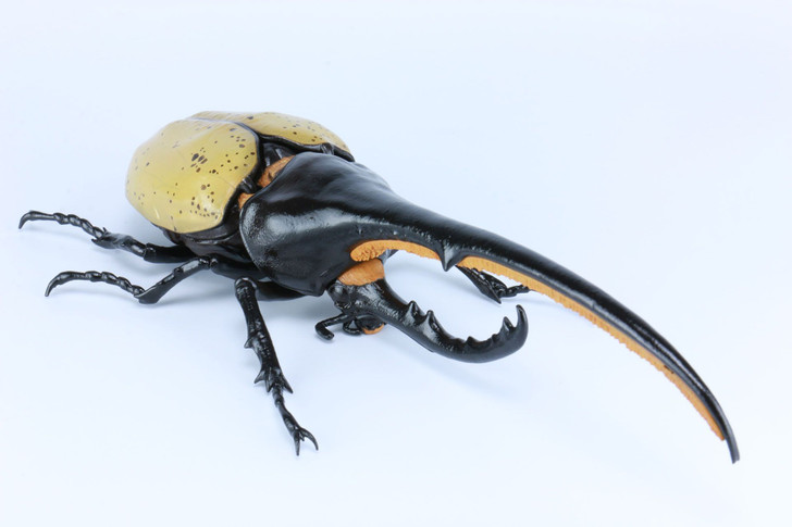 Fujimi Research Series Hercules Beetle Special Edition w/Commentary Ver. Plastic Model