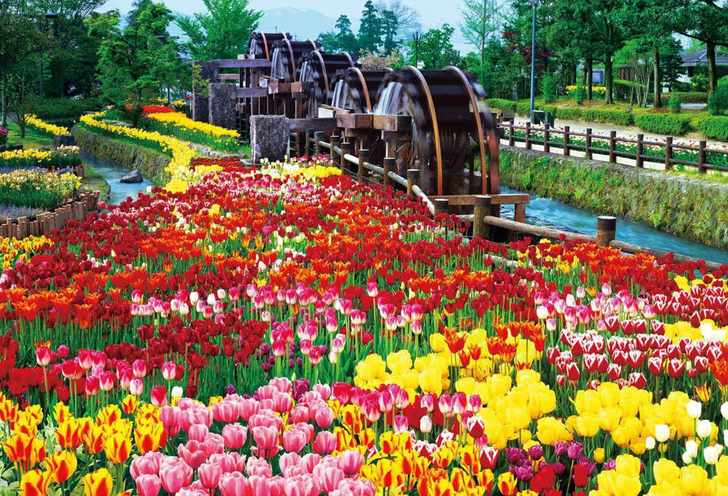 Beverly Jigsaw Puzzle 51-198 Japanese Scenery Tonami Tulip Park (1000 Pieces) (4977524511984)