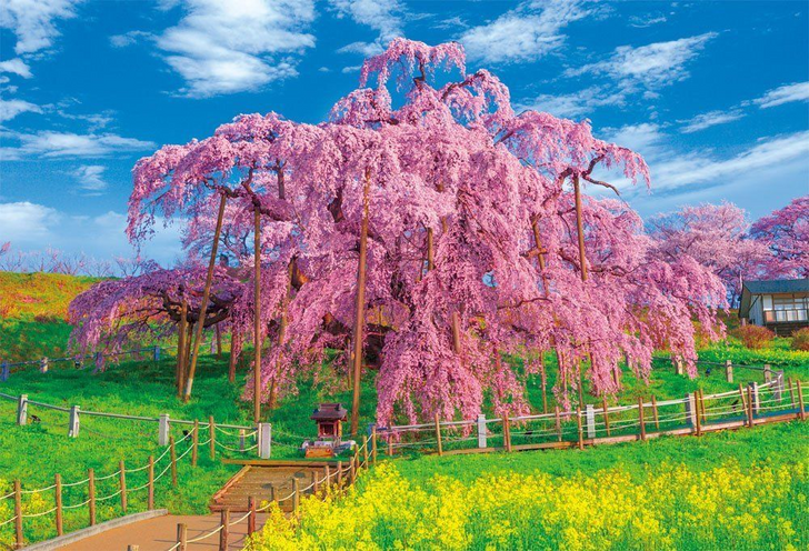 Beverly Jigsaw Puzzle 51-212 Japanese Scenery Miharu Takizakura (1000 Pieces) (4977524512127)