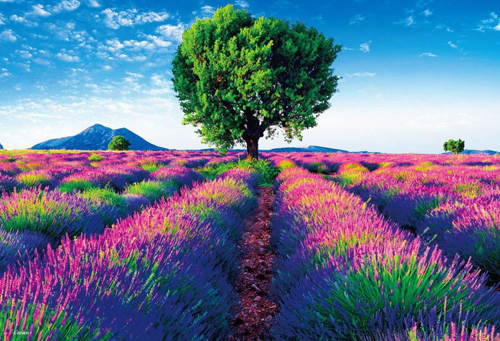 Beverly Jigsaw Puzzle M81-849 Beautiful Scenery Provence France (1000 S-Pieces) (4977524818496)