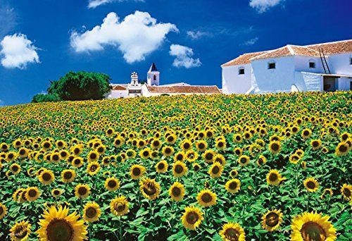 Beverly Jigsaw Puzzle M81-853 Andalucia Sunflower (1000 S-Pieces) (4977524818533)