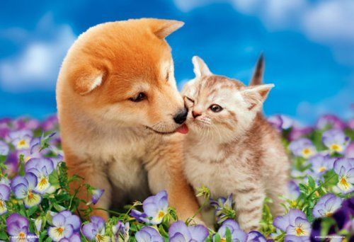 Beverly Jigsaw Puzzle P33-083 PRETTY PET Dog & Cat (300 Pieces) (4977524330837)