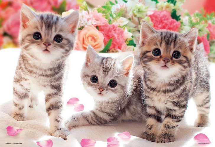 Beverly Jigsaw Puzzle P33-118 Lovely Cats (300 Pieces) (4977524331186)