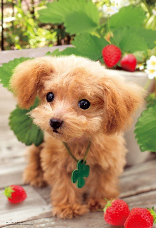 Beverly Jigsaw Puzzle P33-119 Lovely Dog (300 Pieces) (4977524331193)