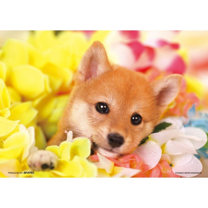 Beverly Jigsaw Puzzle P64-103 Dog (108 Pieces) (4977524641032)