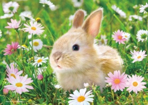 Beverly Jigsaw Puzzle P88-009 Lovely Rabbit (88 L-Pieces) (4977524880097)