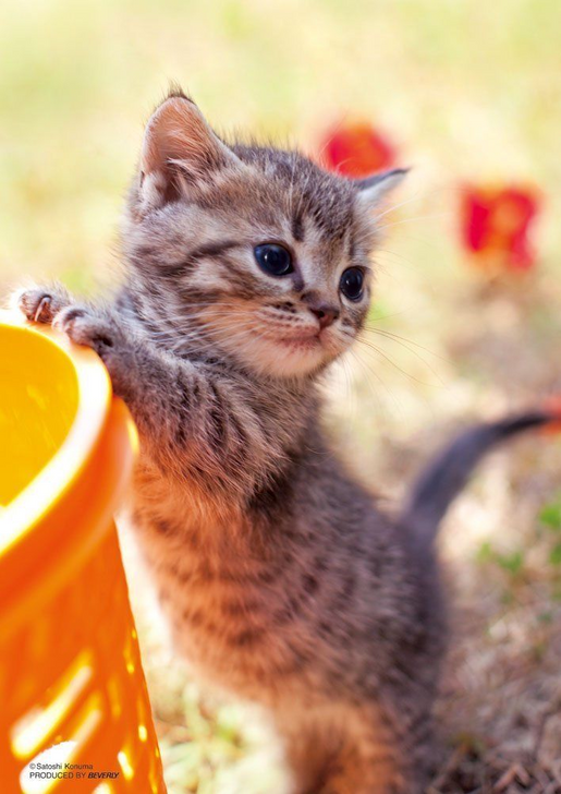 Beverly Jigsaw Puzzle P88-016 Lovely Cat (88 L-Pieces)