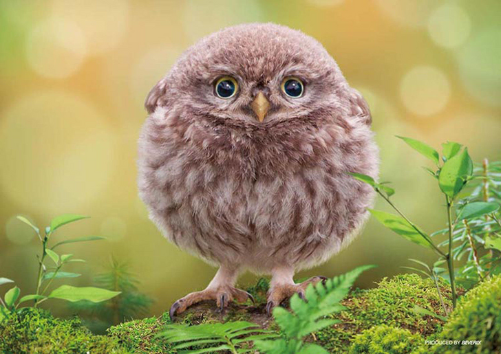 Beverly Jigsaw Puzzle P88-021 Pet Cute Round Owl (88 L-Pieces) (4977524880219)