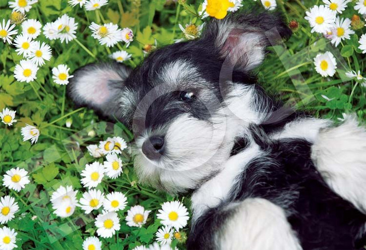 Epoch 28-828s Jigsaw Puzzle Miniature Schnauzer in Flower Field (300 Pieces)