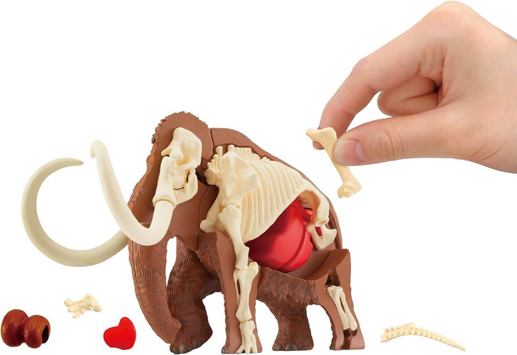 【mamomamo】 3D Anatomy Puzzle Mammoth