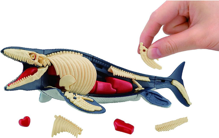 3D Anatomy Puzzle Mosasaurus