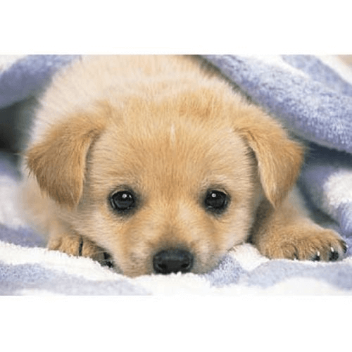 Yanoman Jigsaw Puzzle 03-390 Dog (300 Pieces) (4979817033906)