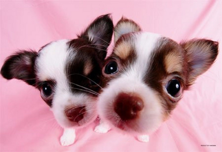 Yanoman Jigsaw Puzzle 03-770 Cute Dog Chihuahua (300 Pieces) (4979817037706)