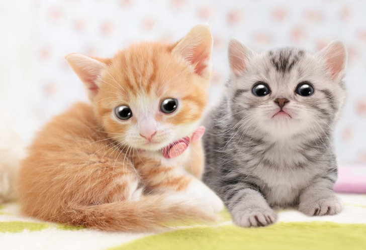 Apollo-sha Jigsaw Puzzle 48-647 Pet Cat Munchkin & American Shorthair (300 Pcs) (4905096486478)