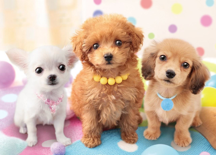 Epoch Jigsaw Puzzle 05-102 Pet Dog Chihuahua Toy Poodle Dachshund (500 Pieces) (4977389051021)