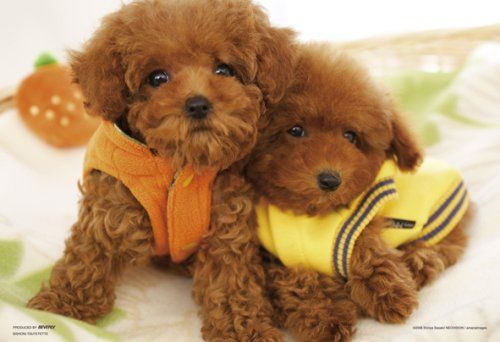 Beverly P73-404 Jigsaw Puzzle 'Take me with you' (300 Pieces)