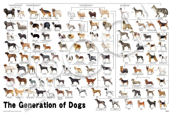 Epoch Jigsaw Puzzle A Dog's Family Tree 12-625 (1000 Pieces) 
