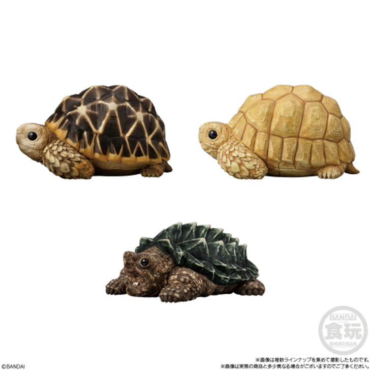 Bandai Candy Tenori Animal Friends Vol.12 -Reptiles and Amphibians- 12pcs Complete Box