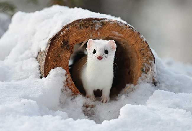 Jigsaw Puzzle Forest Fairy Stoat (300 Pieces)