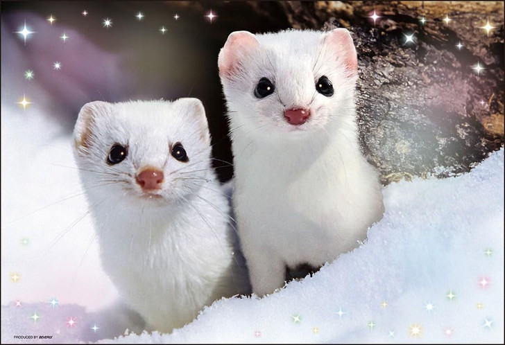 Jigsaw Puzzle Peeking Ezo stoat (300 Pieces)