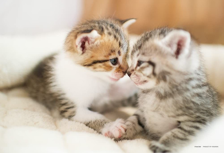 Jigsaw Puzzle - Made In Japan Nakayoshi Nyanko Friendly Kittens 03- Request Postcard (300 Pieces)
