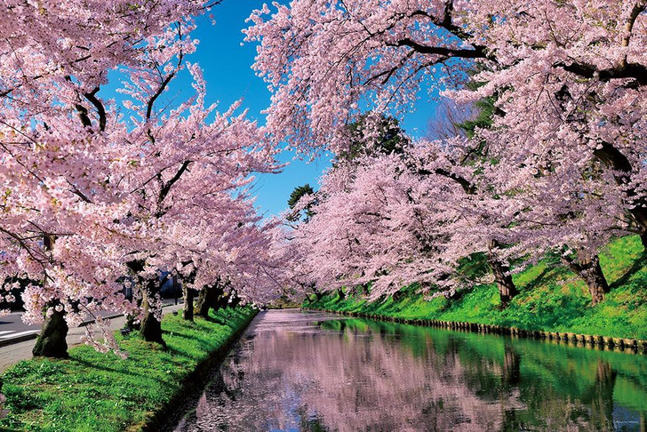 Jigsaw Puzzle - Made In Japan Japanese Scenery Cherry Clouds Of Hirosaki Park Aomori (1000 Pieces)