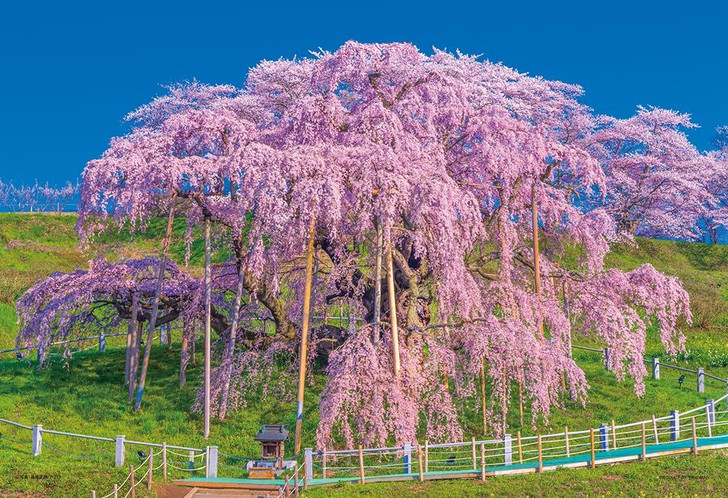 Jigsaw Puzzle - Japanese Scenery Miharu Takizakura In Full Bloom Fukushima 949 (300 Pieces)