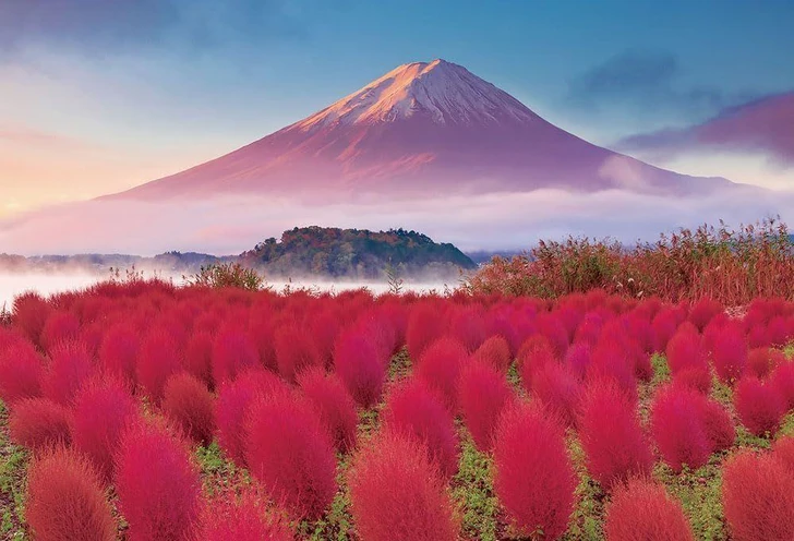 Beverly Jigsaw Puzzle Kochia Coloring Mount Fuji (1000 Pieces) 
