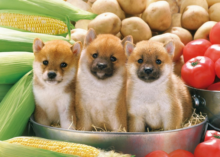 Epoch Jigsaw Puzzle 05-105 Japanese Shiba Inu Dogs (500 Pieces) (4977389051052)