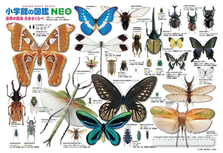 Beverly Jigsaw Puzzle L74-157 World Insects Encyclopedia (150 L-Pieces) (4977524741572)
