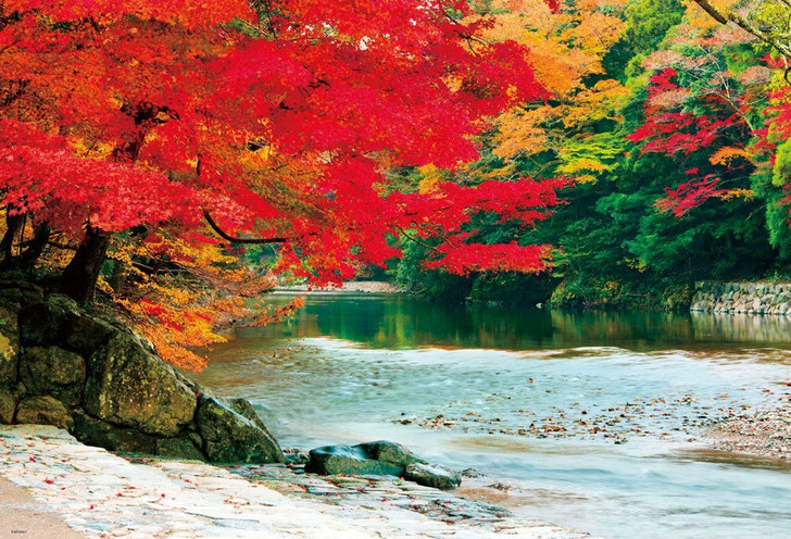Beverly Jigsaw Puzzle 51-231 Autumn Leaves Isuzu River Ise Jingu Shrine (1000 Pieces) (4977524512318)