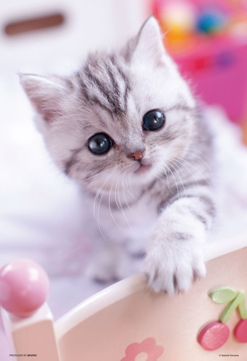 Beverly Jigsaw Puzzle P33-130 Pretty Pet Series Persian American Shorthair Cat (300 Pieces) (4977524331308)