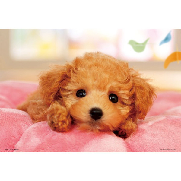 Beverly Jigsaw Puzzle L74-163 Pretty Pet Series Toy Poodle (150 L-Pieces) (4977524741633)