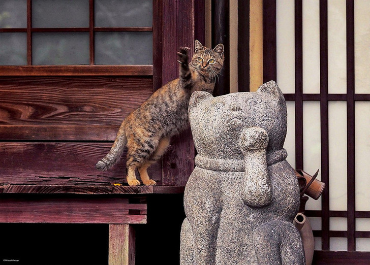 Epoch Jigsaw Puzzle 06-083 Mitsuaki Iwago Cat in Kyoto Japan (500 Pieces) (4977389060832)
