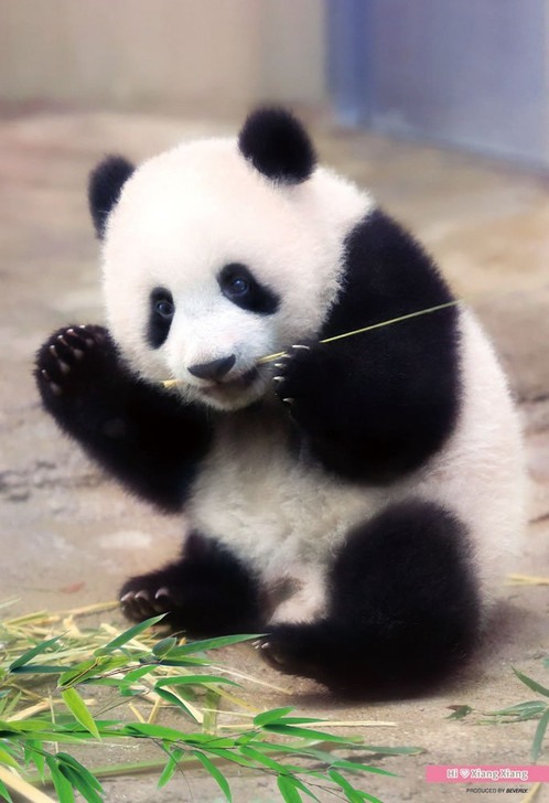 Beverly Jigsaw Puzzle L74-172 Panda Xiang Xiang (150 L-Pieces) (4977524741725)