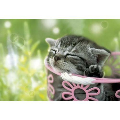 Epoch Jigsaw Puzzle 01-042 Cat Sleeping In The Sun (108 Pieces) (4977389010424)