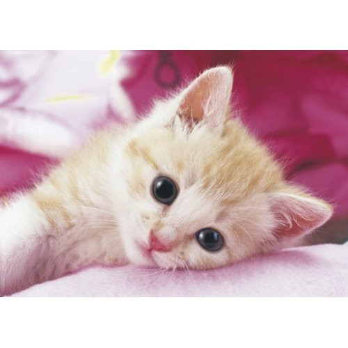 Epoch Jigsaw Puzzle 04-521 Cat (216 S-Pieces) (4977389045211)