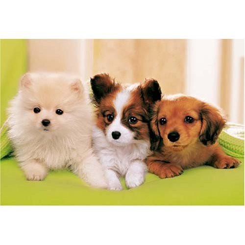 Epoch Jigsaw Puzzle 25-038S Three Dogs (300 Pieces) (4977389250387)